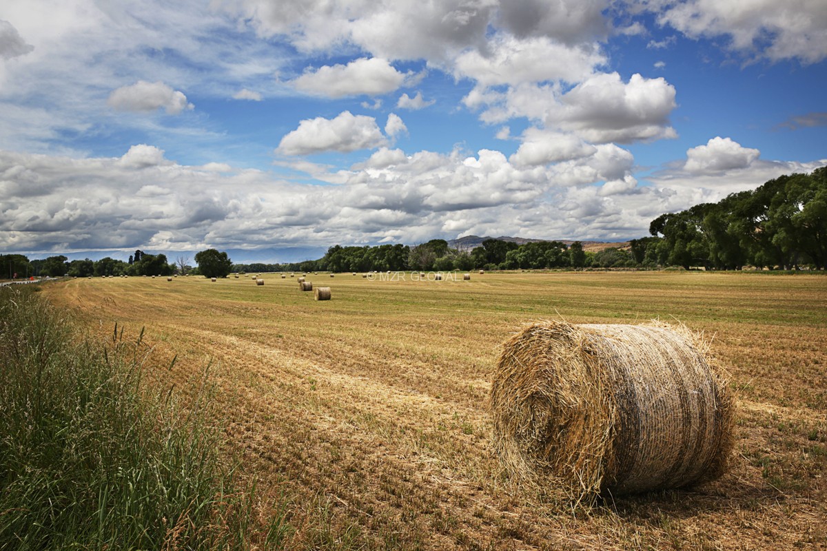 Landscape Series project image