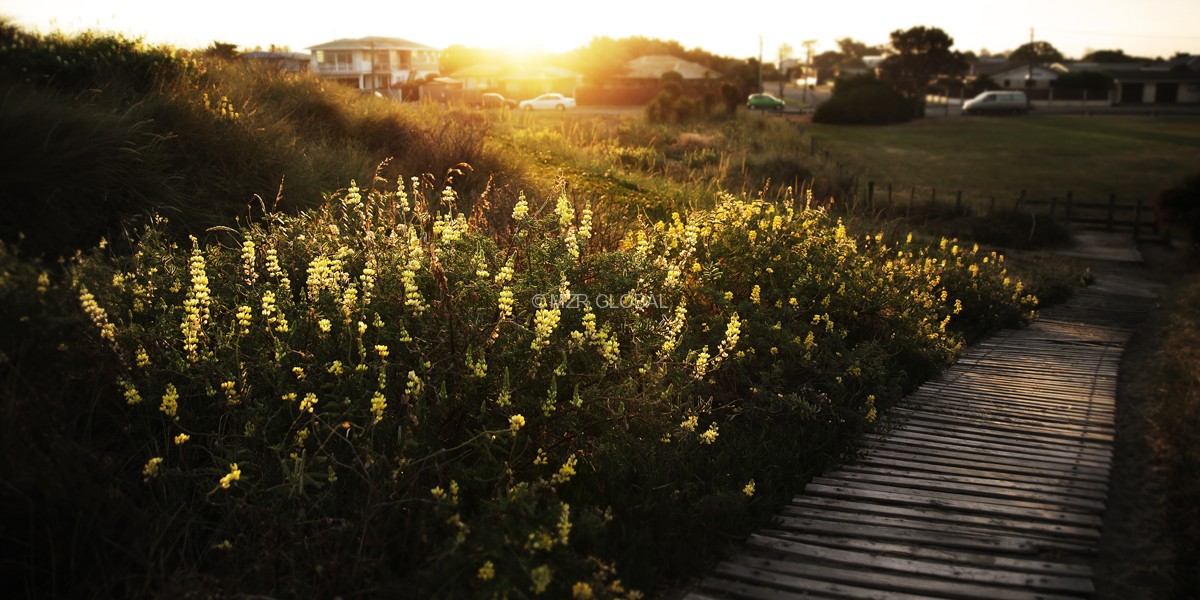 Landscape Series project image